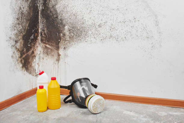 Best Toxic Mold Removal  in Pierce, NE
