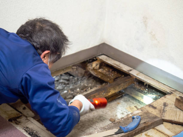 Best Toxic Mold Removal  in Pierce, NE