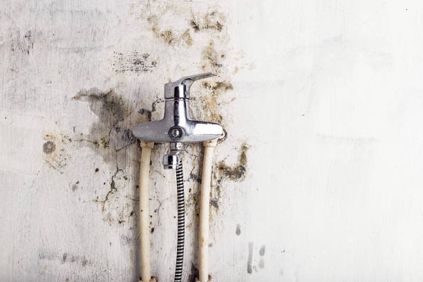 Mold Removal Process in Pierce, NE