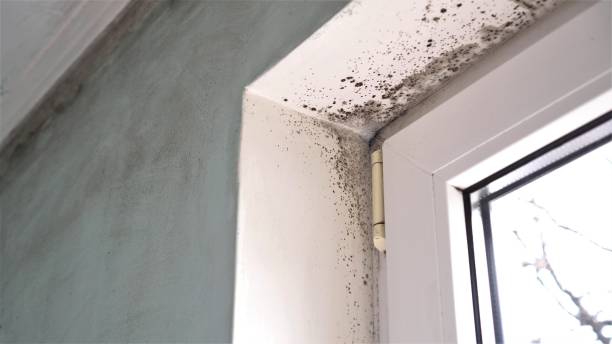 Best Attic Mold Removal  in Pierce, NE
