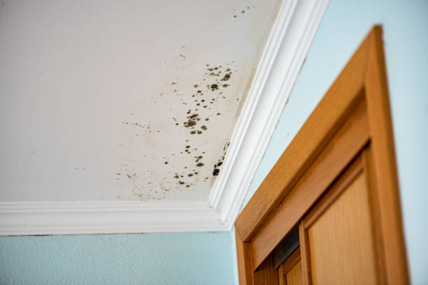 Trusted Pierce, NE Mold Removal Experts