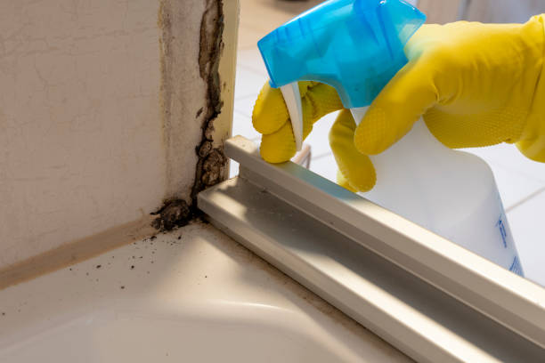 Best Certified Mold Removal  in Pierce, NE