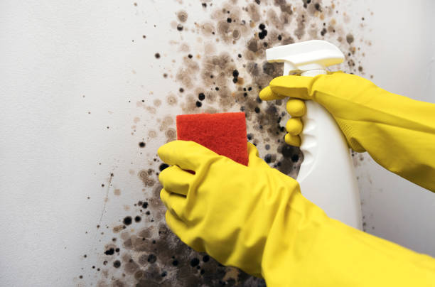 Best Office Mold Removal Services  in Pierce, NE