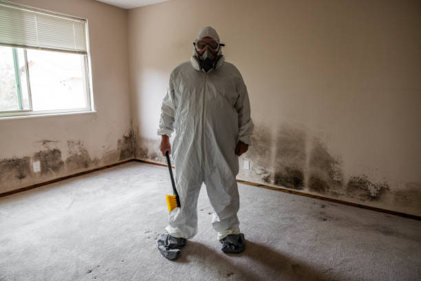 Best Toxic Mold Removal  in Pierce, NE